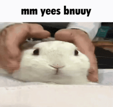 bnuuy